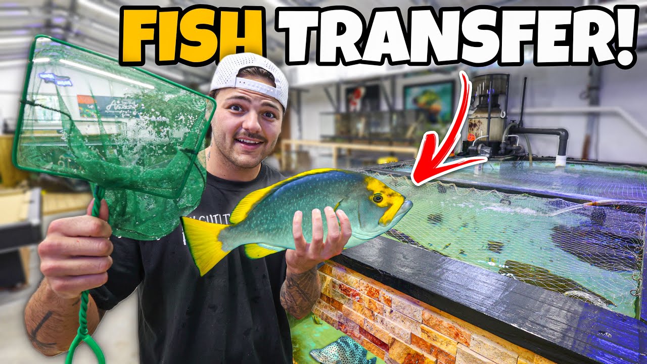 Transferring ALL My GROUPERS into PREDATORY POND!!