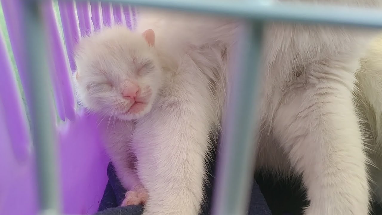 Protective Feral Cat Won’t Let Anyone Near Her Baby!