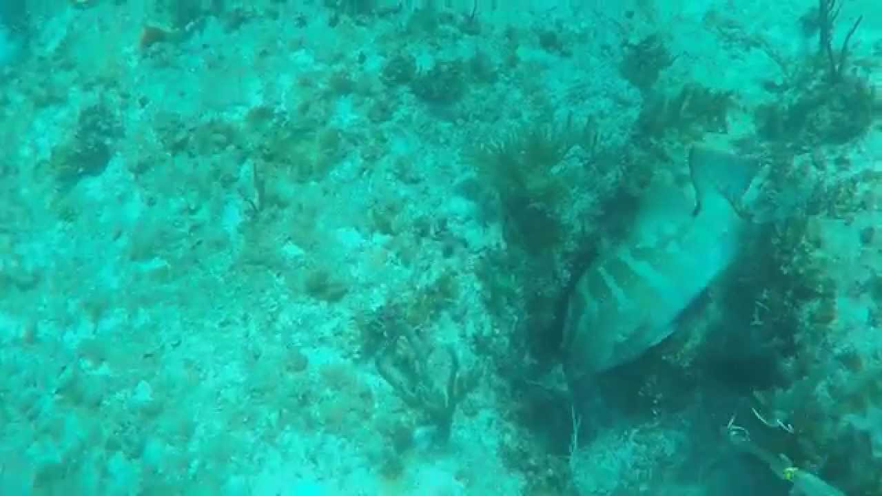 Spearfishing Bahamas 2015