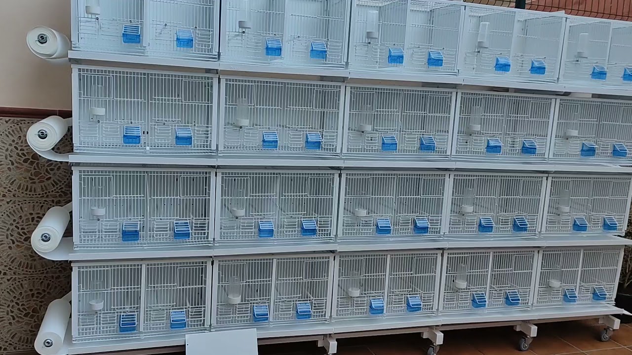 Pues ya está totalmente acabada la nueva batería de jaulas 👍👌💯