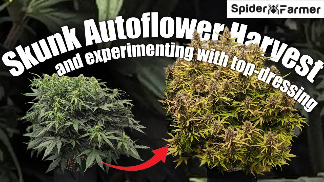 Как я выращиваю E23 &mdash; подкормка перед сбором урожая &mdash; Skunk Autoflower в цвете Gaia Green &mdash; компл...