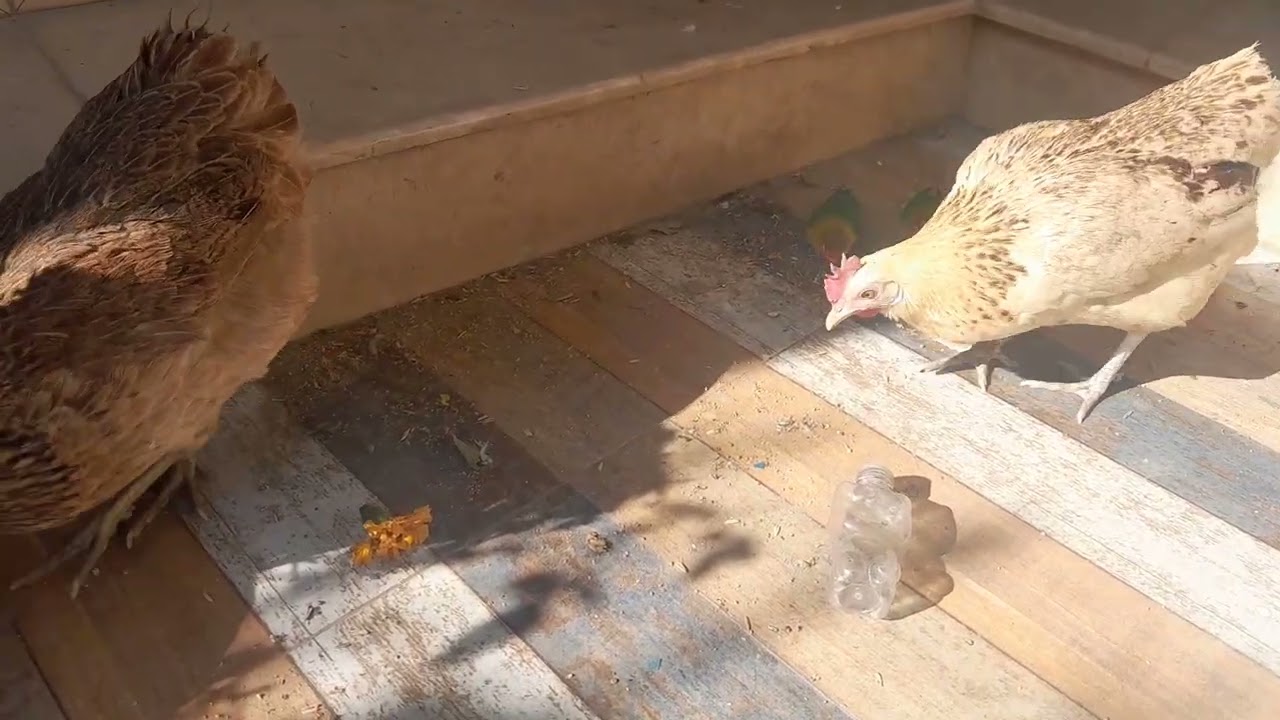 Aaj to hamare maje hai🥰🥰🥰🥰🥰