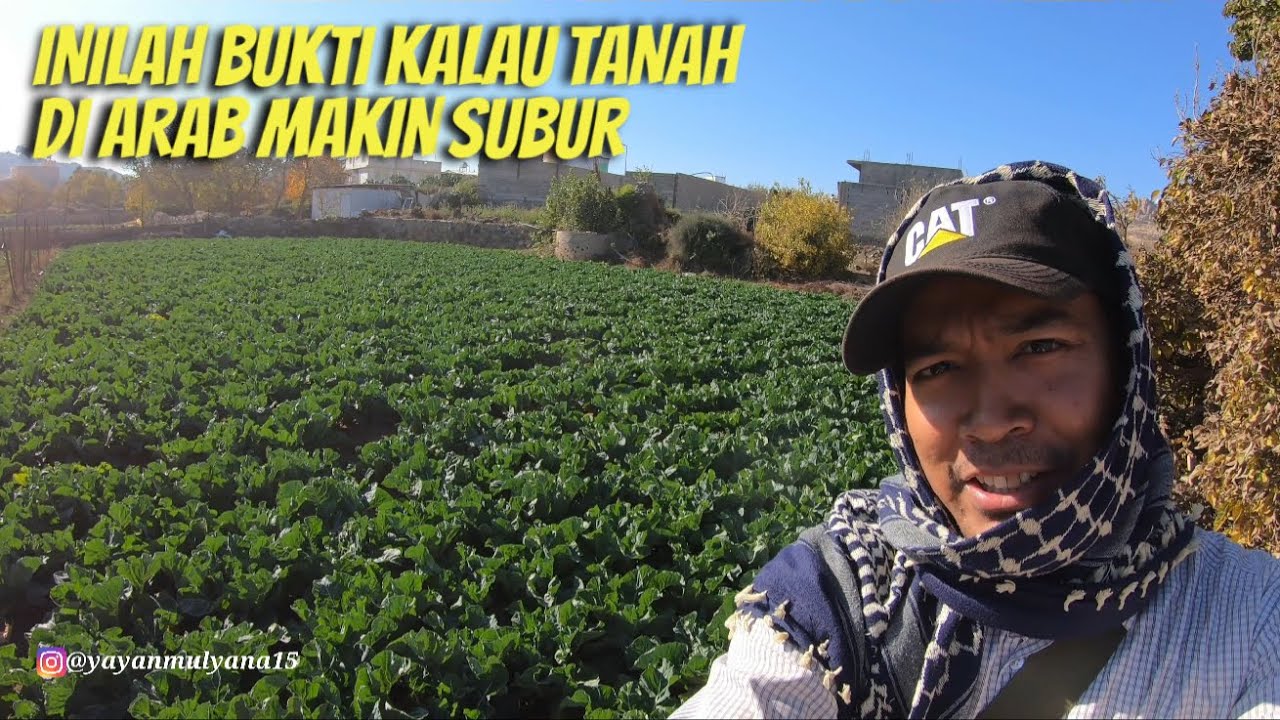 KEHIDUPAN DI KAMPUNG ARAB BADUI YG JAUH DARI KERAMAIAN