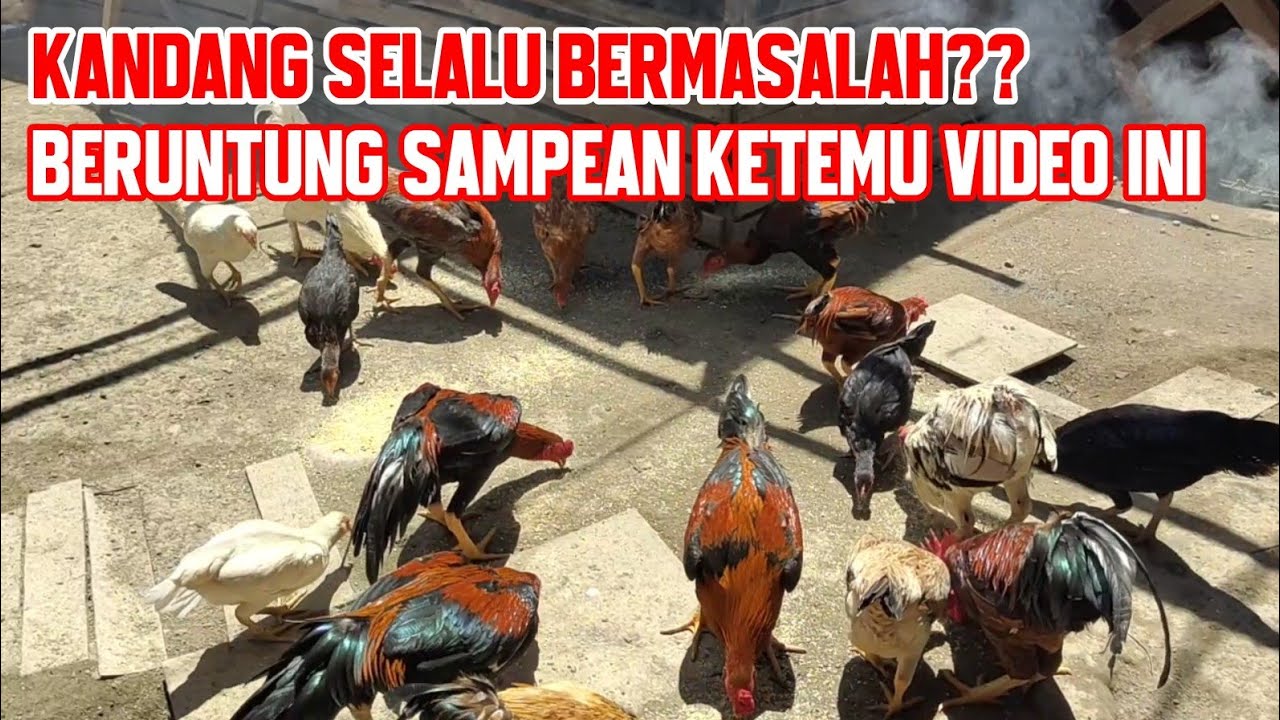LELAH SAMA MASALAH TERNAK AYAM ‼️ MAKA INI YANG HARUS SAMPEAN LAKUKAN BOSSKU