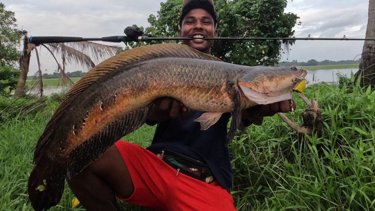 ഇത്രയും വലിയ മീനെ നിങ്ങൾ പിടിച്ചിട്ടുണ്ടോ😮😯?  kerala river fishing videos |  lure fishing Kerala |