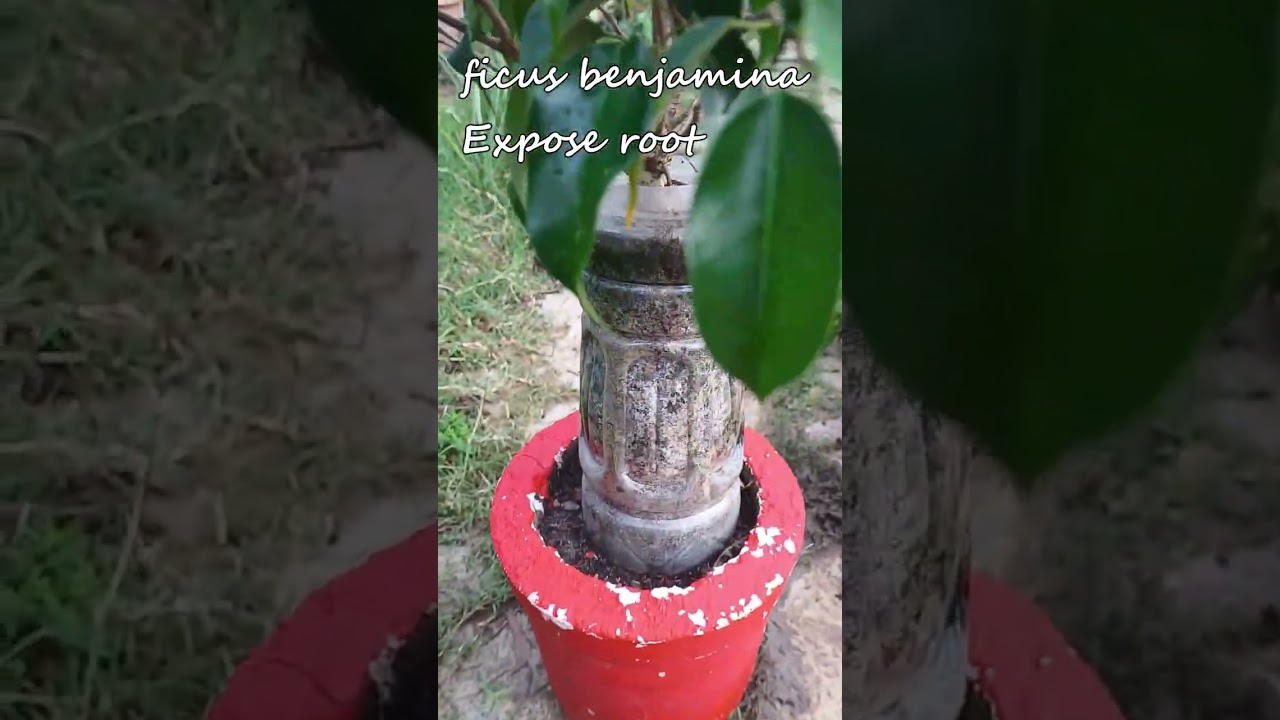 Does Ficus benjamina grow aerial roots || ficus benjamina expose root || 