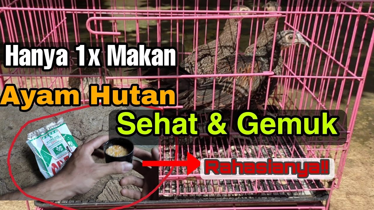 CARA MERAWAT AYAM HUTAN HIJAU SEHAT DAN GEMUK