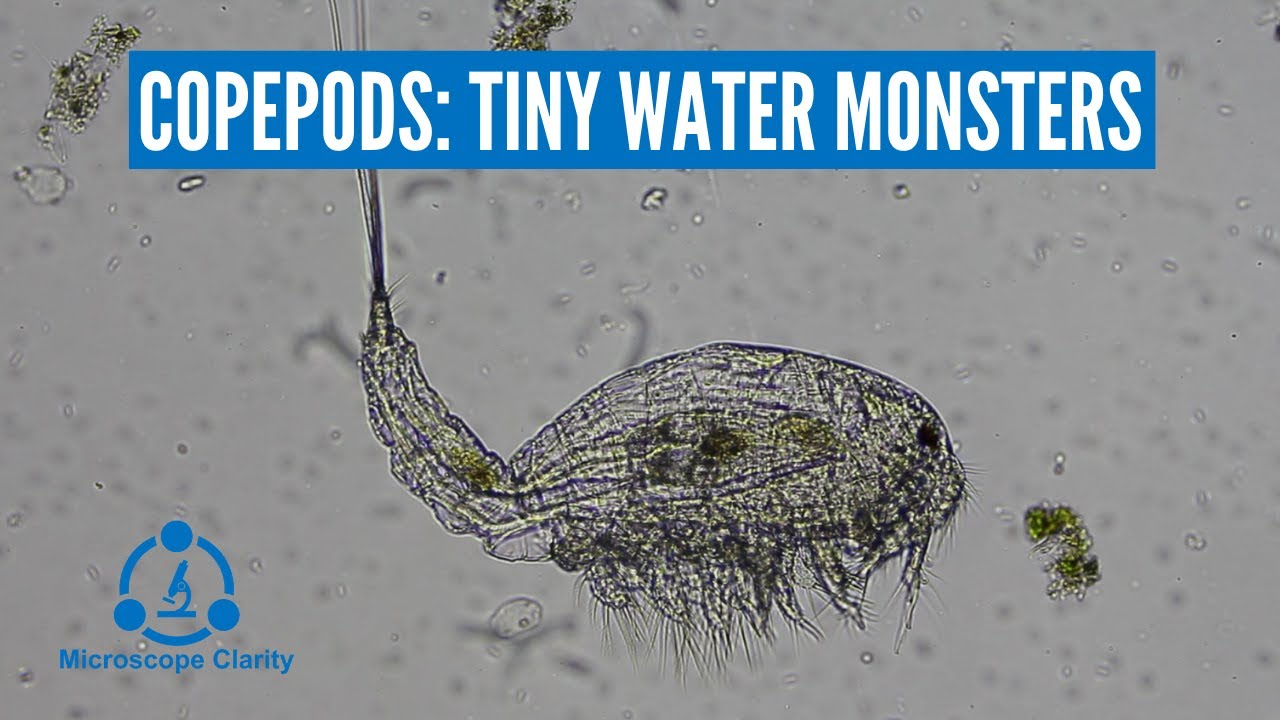 Copepods Under a Microscope