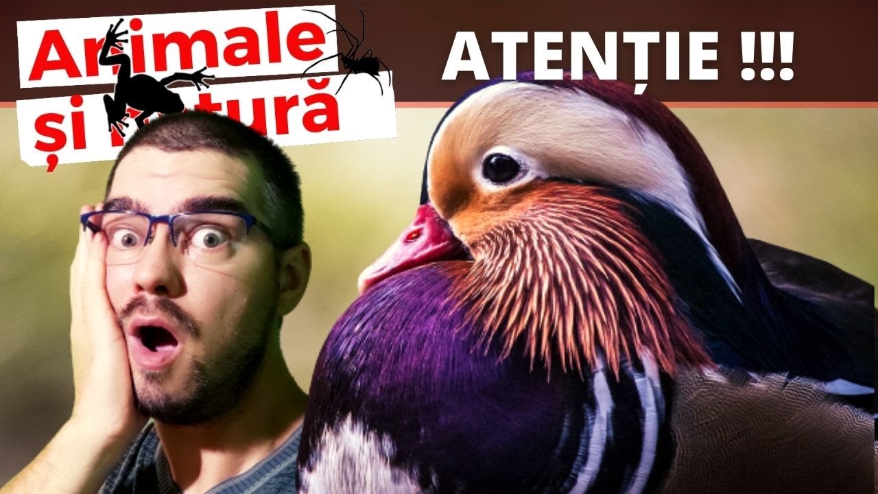 De ce perechea ta de rate mandarin nu vor face niciodata pui