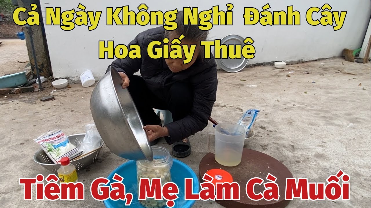 Cả Ngày Không Nghỉ | Đánh Cây Hoa Giấy Thuê, Tiêm Gà, Mẹ Làm Cà Muối