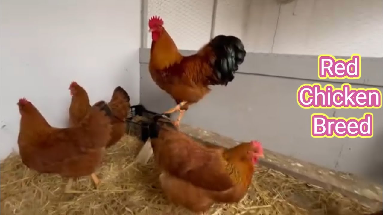 Hampshire chicken breed | Red chicken breed | New Hampshire chicken breed
