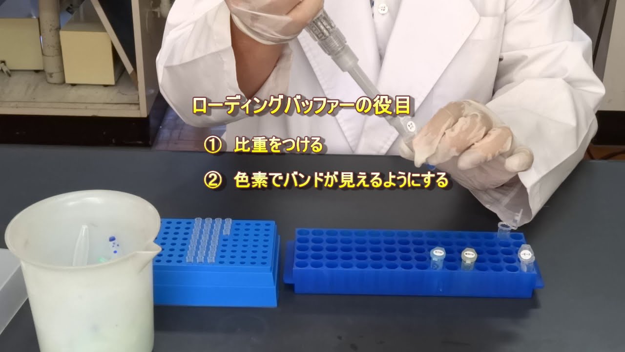 電気泳動の原理と実際　高校生物実験