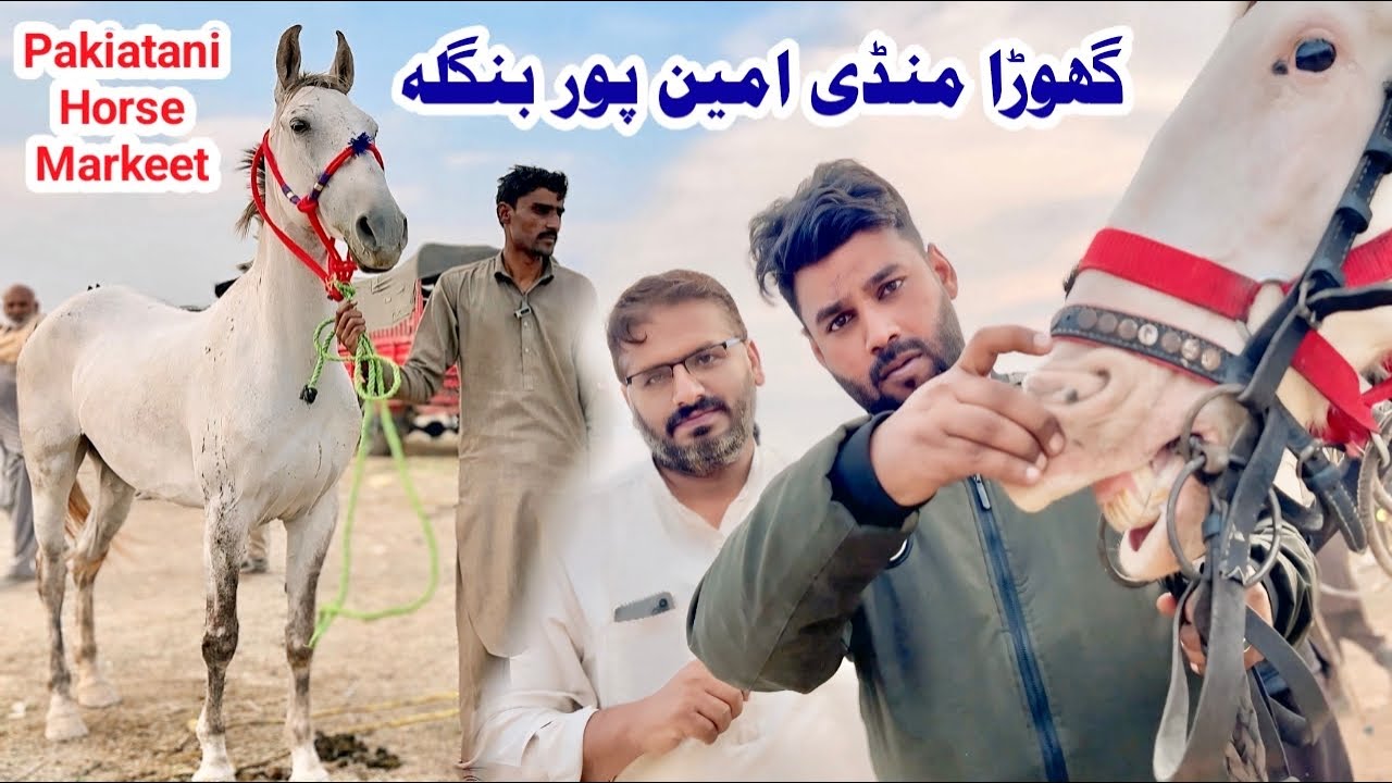 Ghoda Mandi Aminpur Bangla | Desi Ghode & Ghodian For Sale | Pakistani Horse Market | Pind34