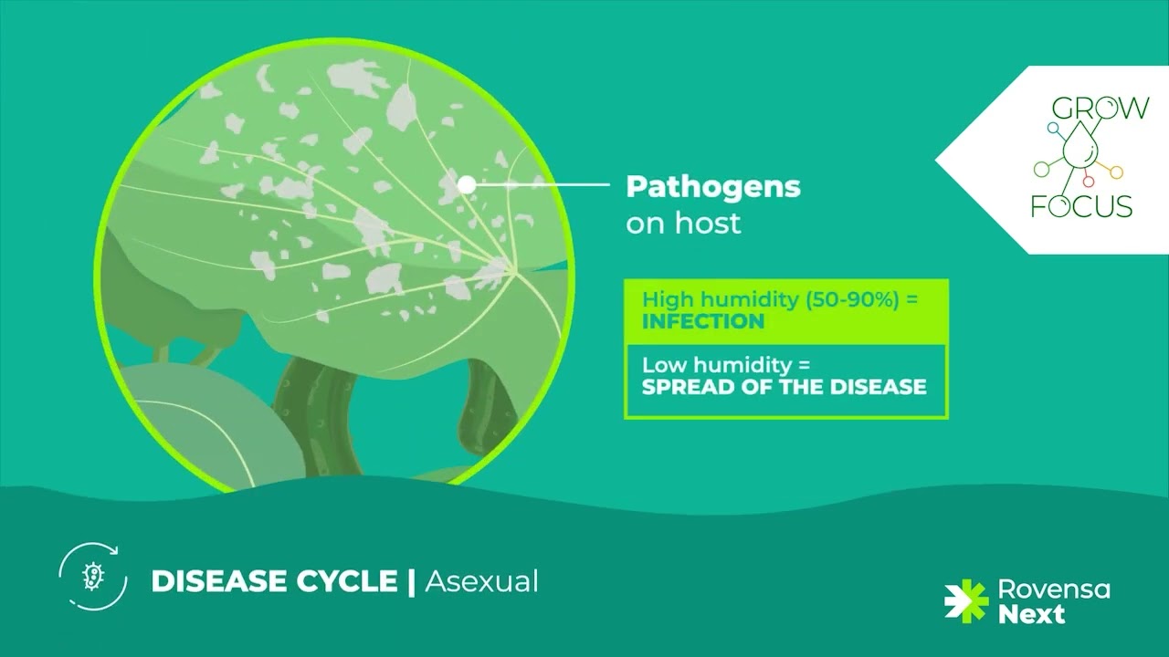 Disease Cycle | Powdery mildew on cucurbits
