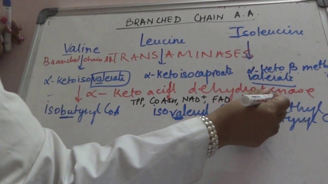 branced chain amino acid metabolism