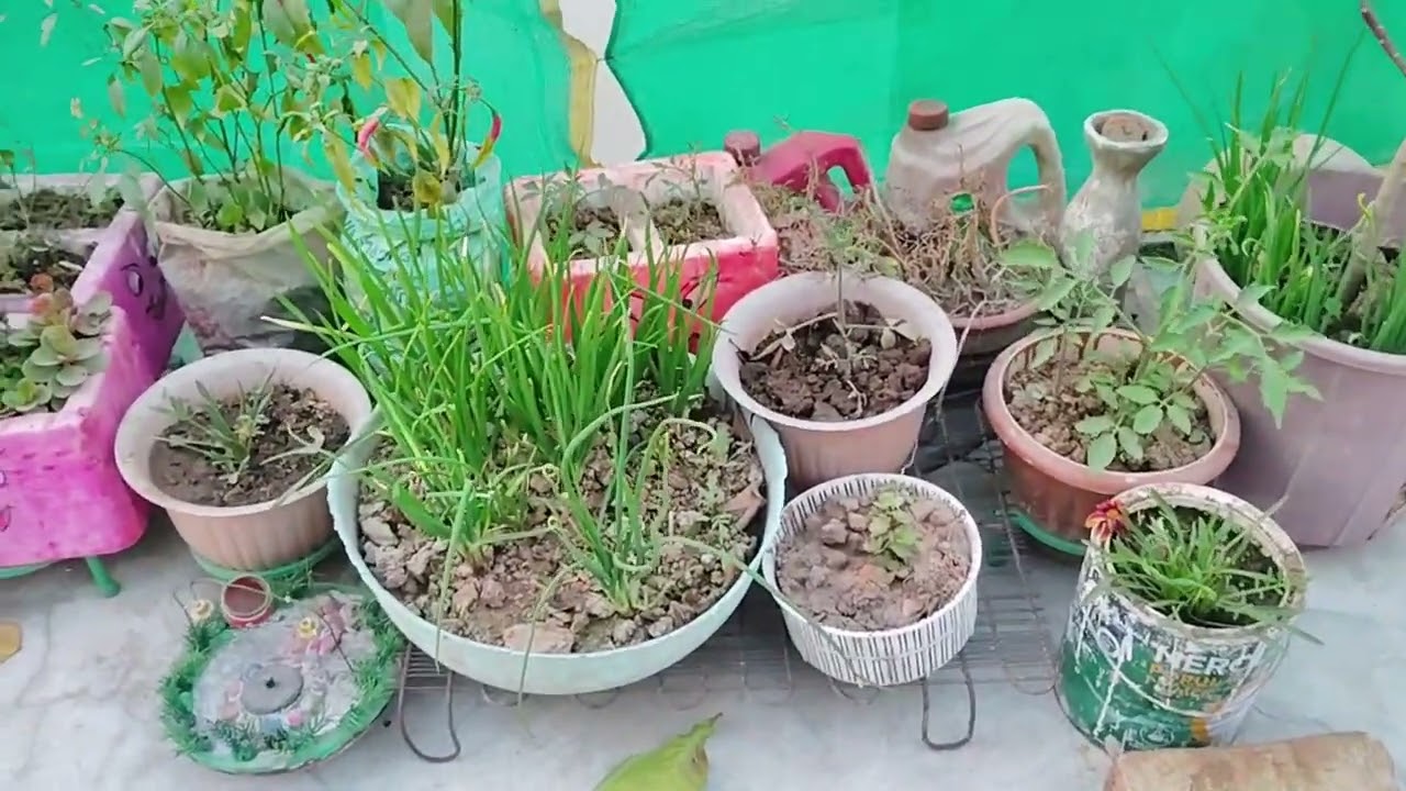 शादी वाले घर में भी पौधों की देखभाल 🌱 पूरे दिन की असली लाइफ Vlog🔥 शादी की तैयारी के बीच पौधों  