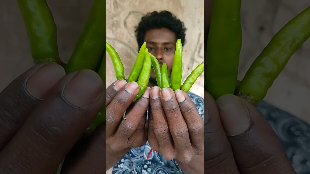 💥🤯🌶️❌Today green chilli Eating challenge with the chilli man #viral #youtubeshorts #challenge