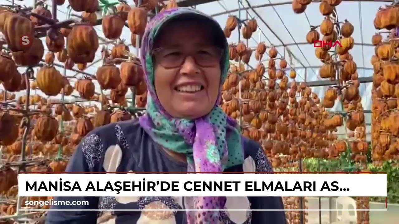 MANİSA Alaşehir'de cennet elmaları askıda