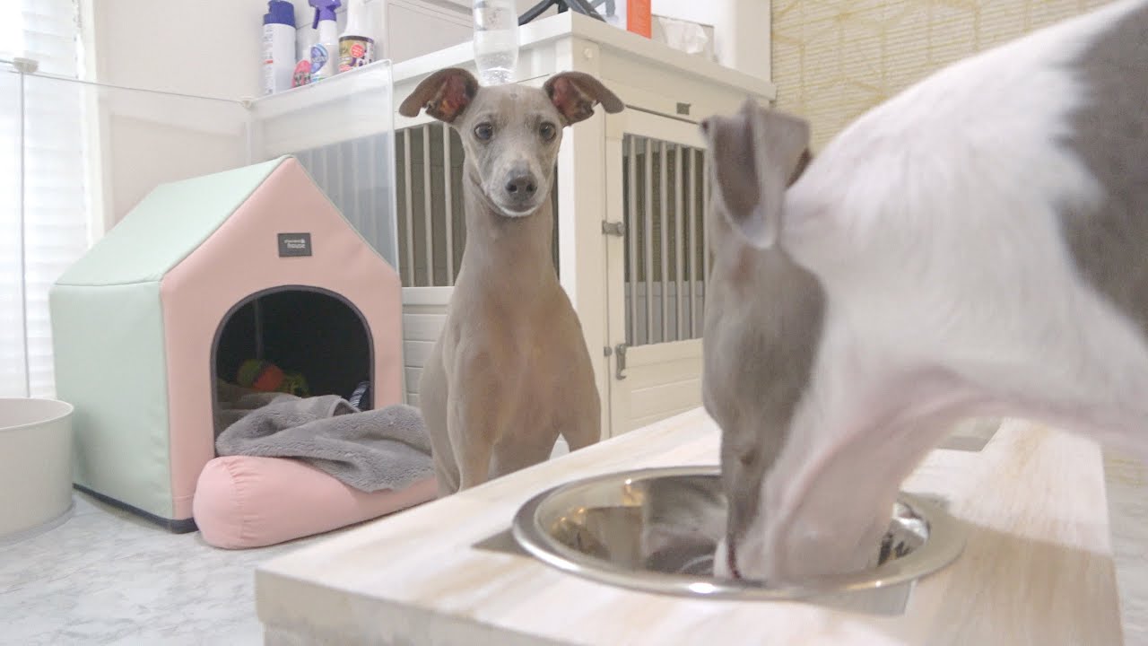 妹犬の朝ごはんを真剣に見つめる姿が可愛すぎるwww【イタグレ】