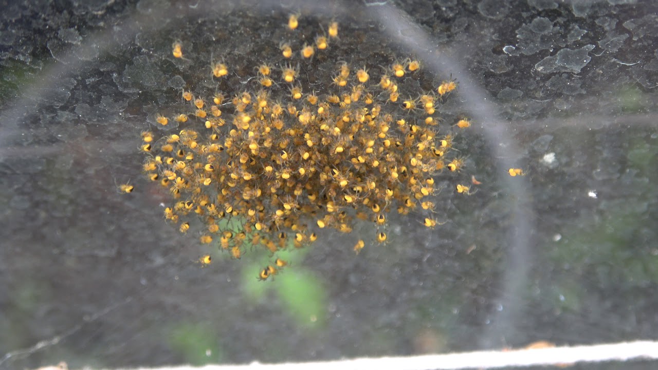 Śliczne młode krzyżaki ogrodowe Araneus diadematus