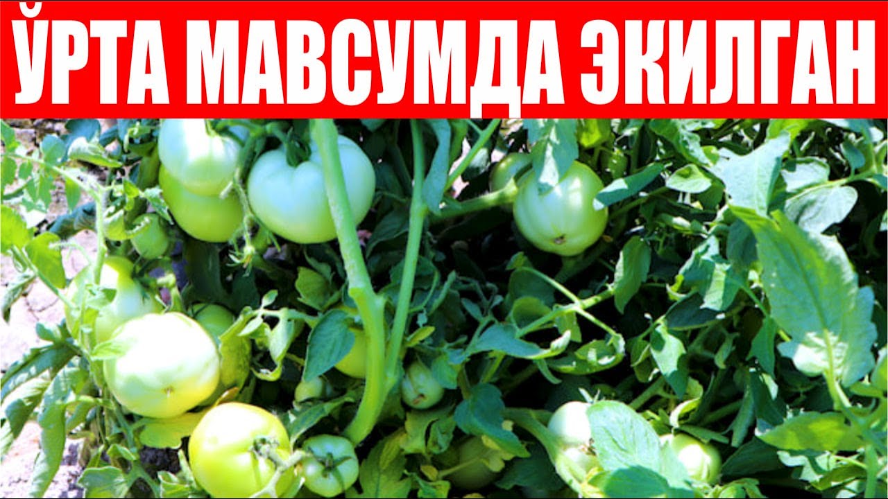Хоразмда 3 хил мавсумда экилган  Линда F1 2-қисм (Tomato Linda F1-Sakata)