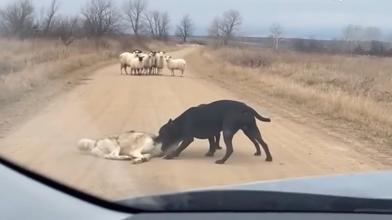 ДВА ПИТБУЛЯ НАПАДАЮТ НА ВОЛКА НА ДОРОГЕ