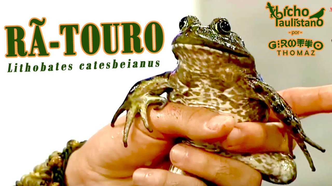 Rã-touro no programa Mais Vida