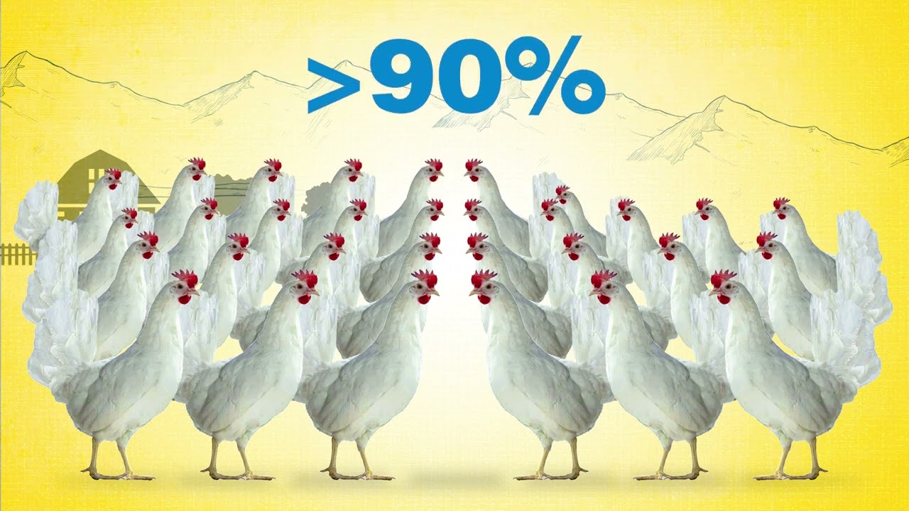 Godrej CrumChick /8W for Healthy Chicks| Poultry Feed | Godrej Agrovet Ltd | CrumChick/8W