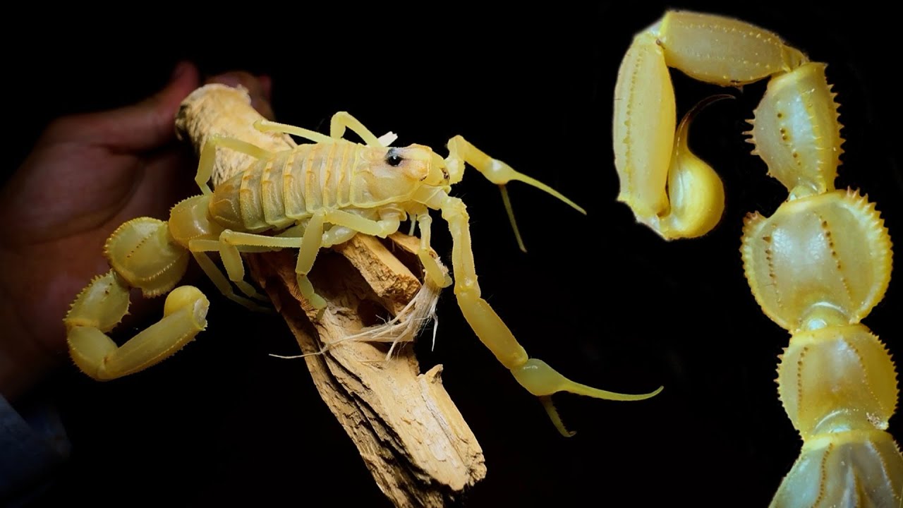 Giant Arabian Deathstalkers / Shield-Tailed Scorpions