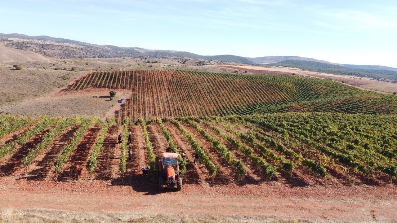 Fuentenebro  Los Viñedos de altura en la Ribera del Duero 🍇