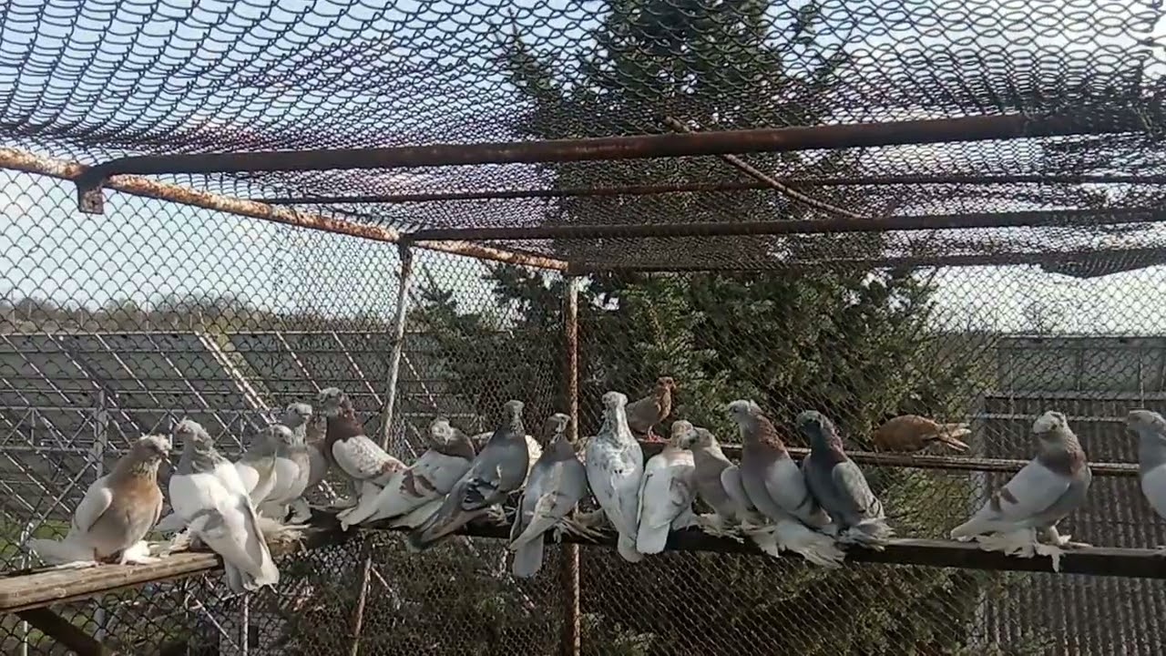 Вымыслы и реальность ( узбекские двухчубые игровые) Обзор комментариев.