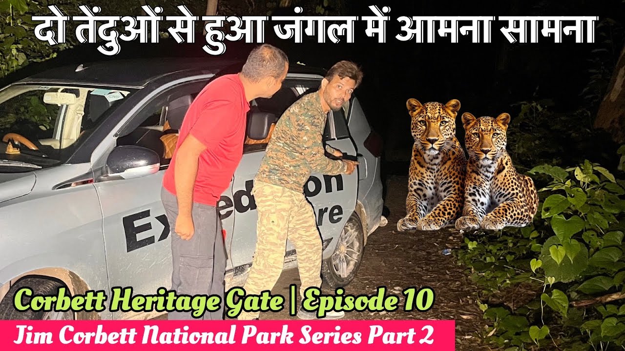 Jim Corbett Night Safari | Male & Female Leopard का ज़बरदस्त Encounter | Corbett Heritage Gate 