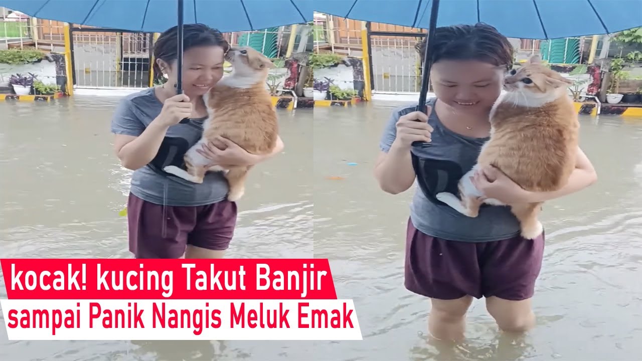 Ngakak sampai Mules! kucing takut banjir sampai Panik meluk Emak sambil Nangis/Video Kompilasi Lucu