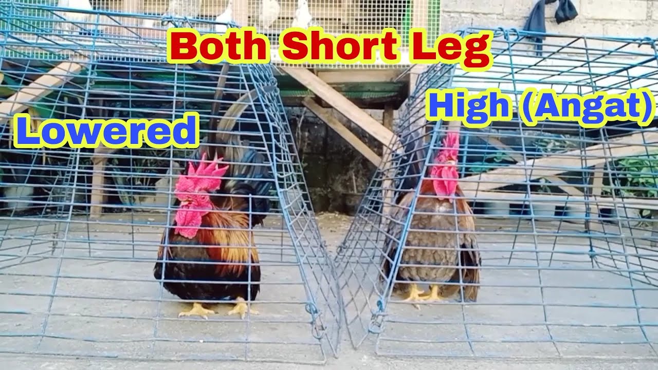 PAGKAKAIBA NG LOWERED AT HIGH OR NAKAANGAT PERO SHORT LEG NA CHABO JAPANESE BANTAM CHICKEN😊