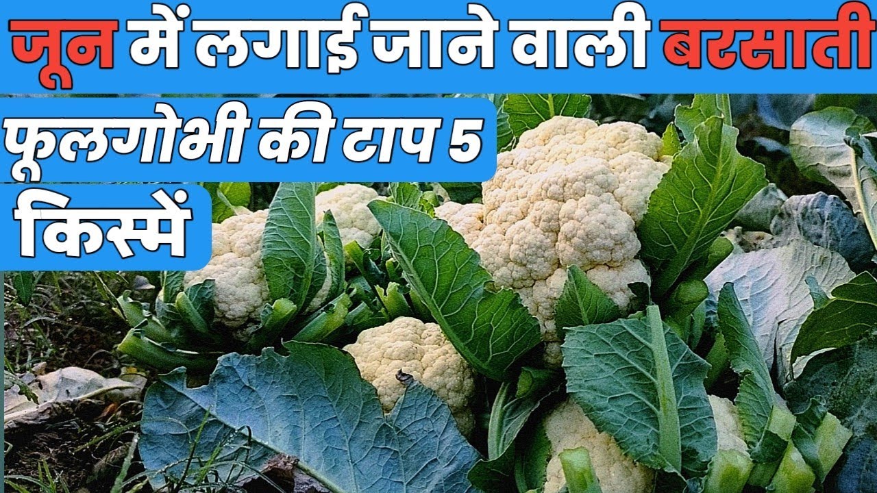 #जून में लगाई जाने वाली #फूलगोभी की टॉप 5 #किस्में // Cauliflower Variety // Cauliflower farming