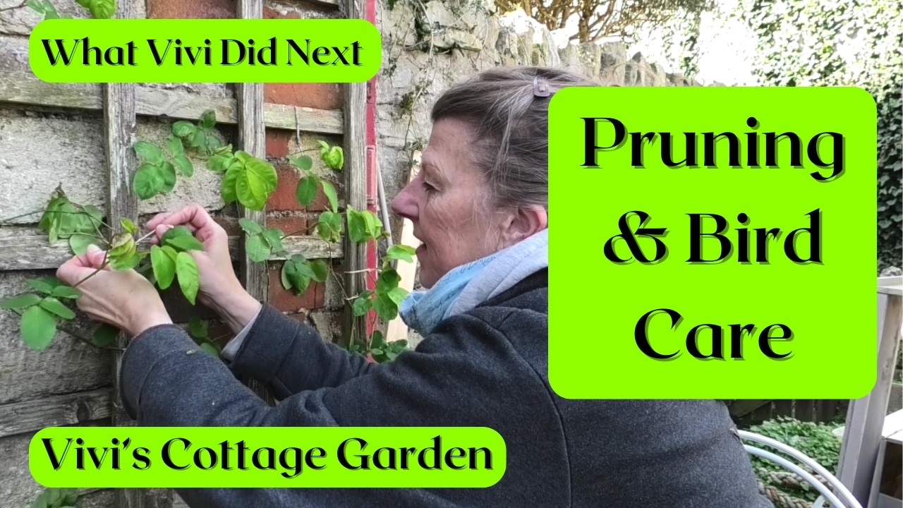 Vivi's Cottage Garden: Pruning & Bird Care