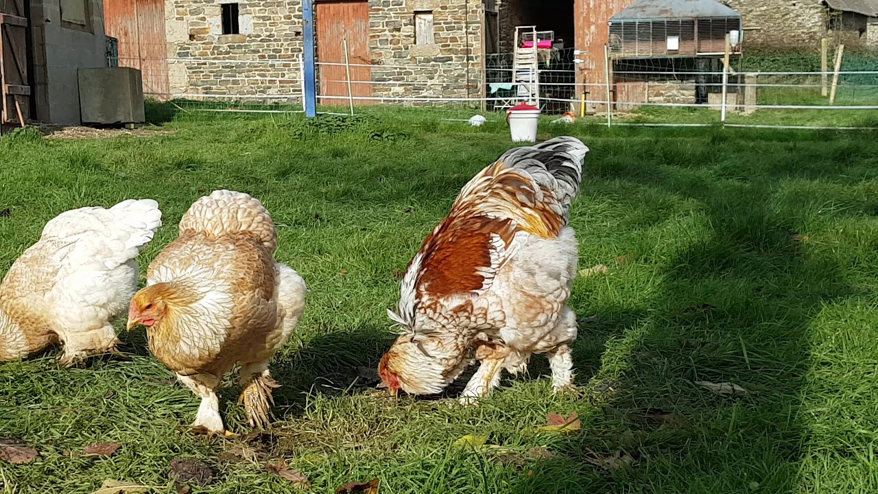 Brahma perdrix doré maillé et perdrix doré maillé blanc sale