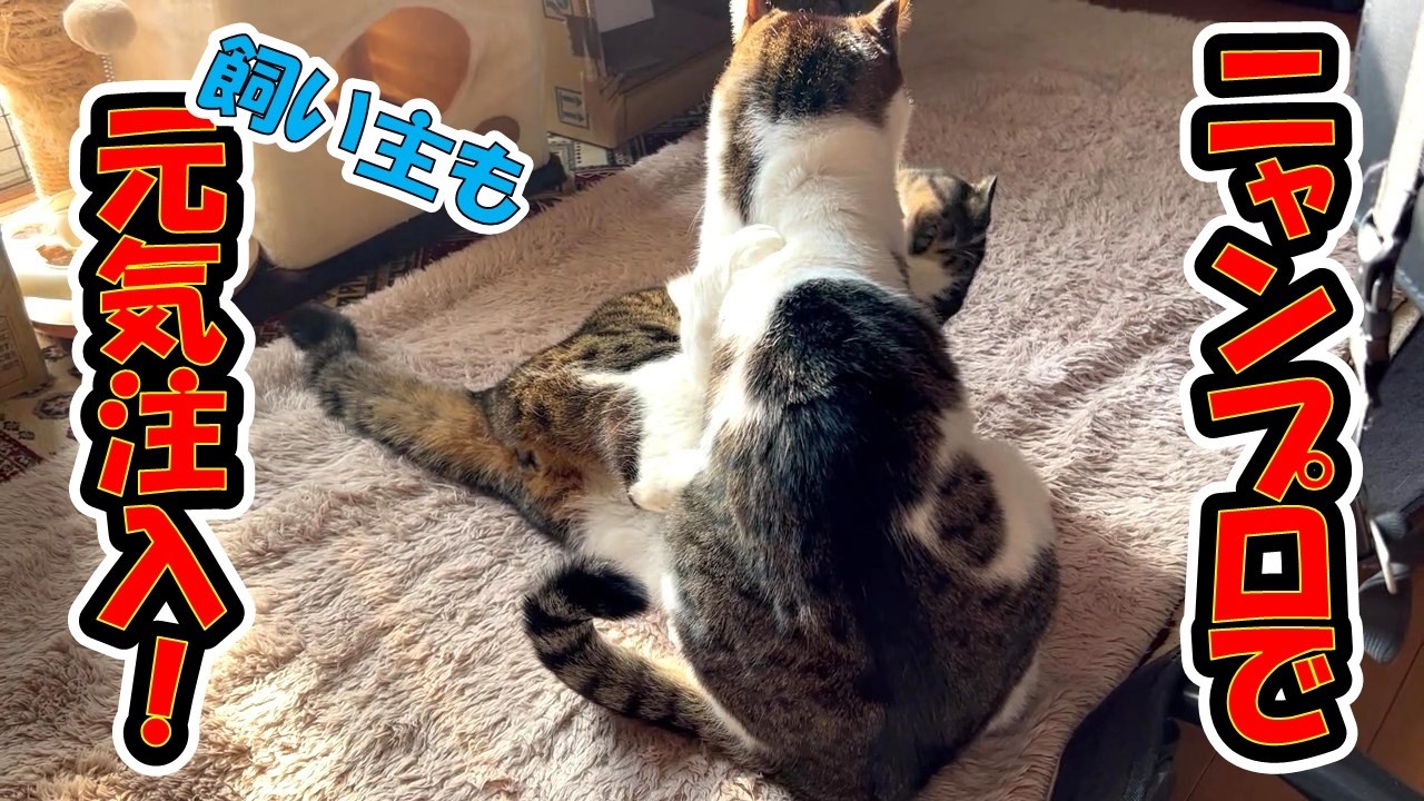 ニャンプロは元気の源❓😊😾  The light wrestling between the brother cats cheers me up.😉【Video up:Mon, Wed, Fri】