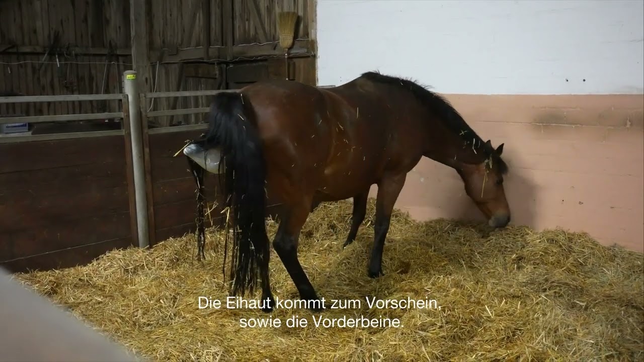 Trakehner Fohlengeburt
