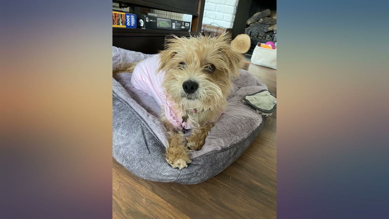 Coohom Rectangle Washable Dog Bed,Warming Comfortable Square Pet Bed Simple Design review