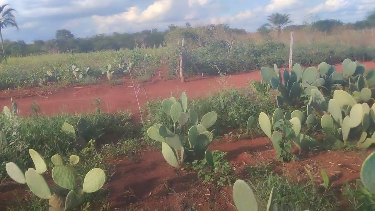 Mais um ano de percas de safra na região de Irecê!