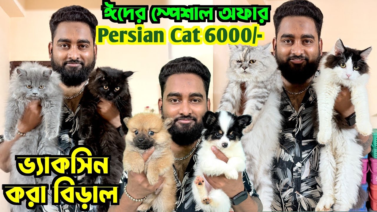 Persian Cat মাত্র 6000 টাকা! Chihuahua & Pom Puppies Low Price. Cat Market in Kolkata.