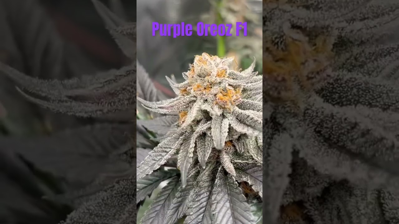 9 BW Purple Oreoz F1 Seedsman - 💯 Mars Hydro Living Soil Couple of Plants #cannabiseducation