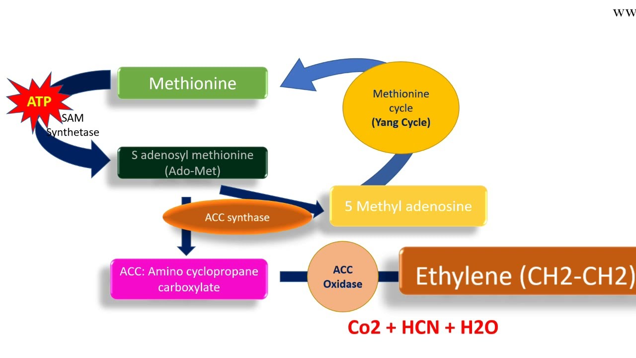 Ethylene biosynthesis pathway