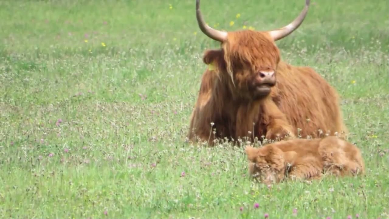 Natuur in de Achterhoek  2025