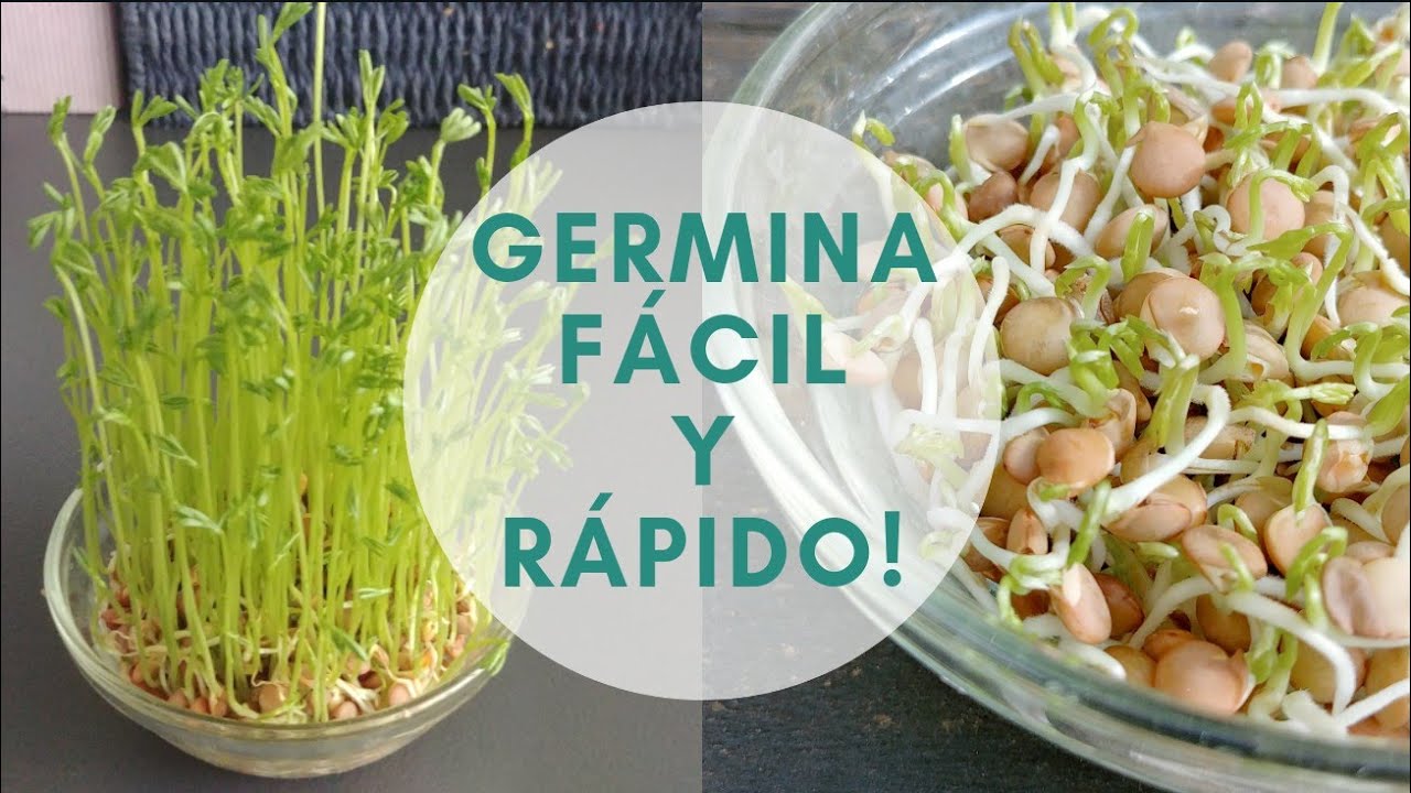 🌱C&Oacute;MO HACER GERMINADOS EN CASA F&Aacute;CIL Y R&Aacute;PIDO! #yomequedoencasa