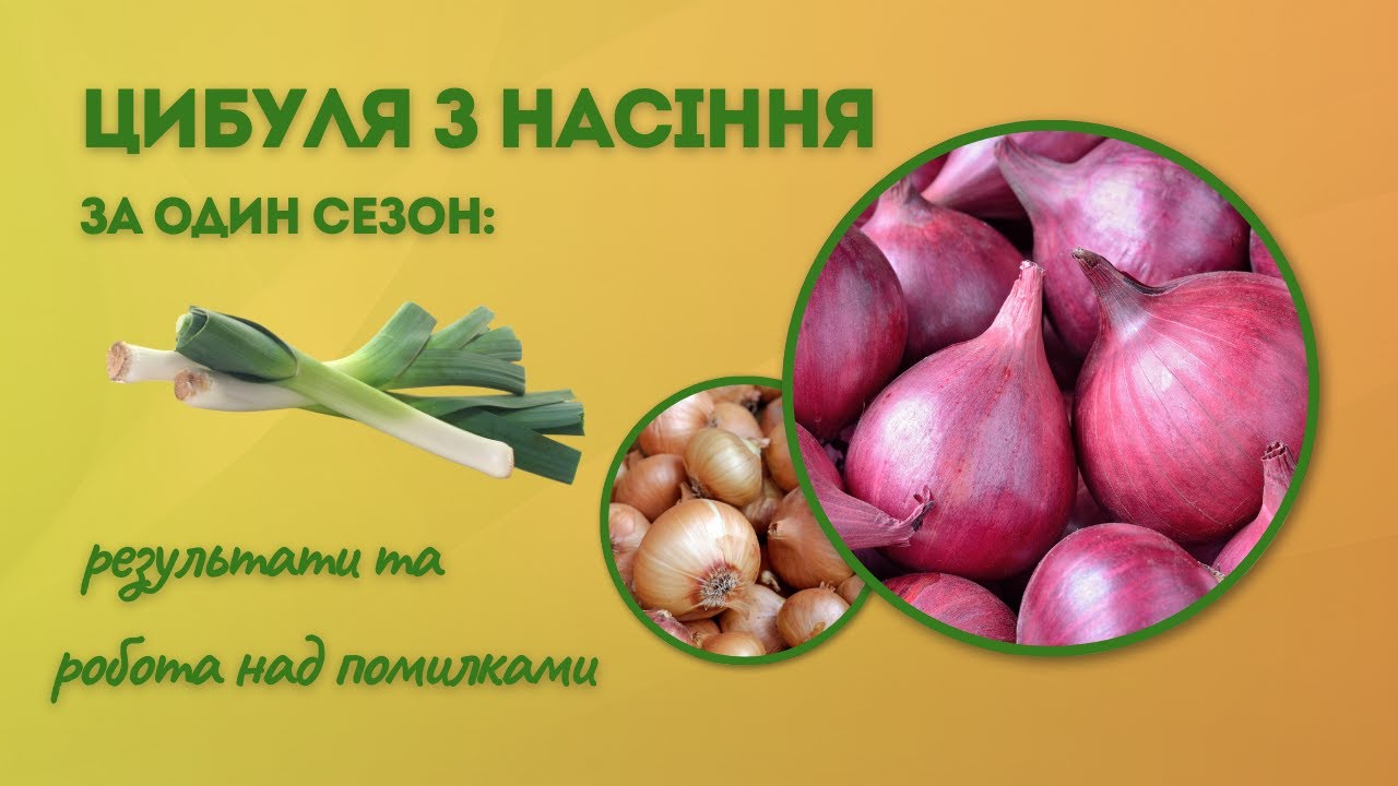 Цибуля з насіння за один сезон: результат