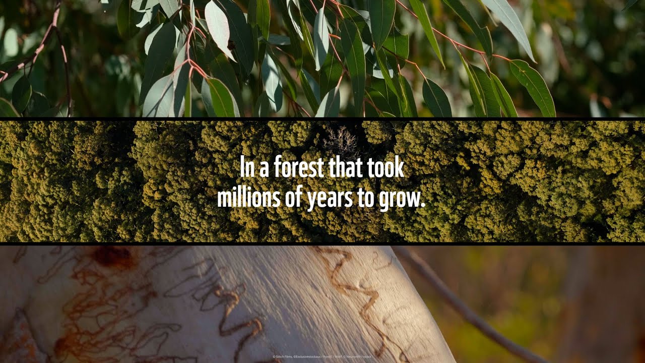 This Is The Life Of A Tree 🌳 Australian Native Forest