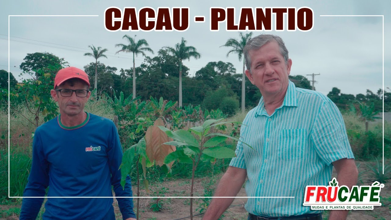 Como Fazer a Cova, Adubar e Plantar Cacau Corretamente?