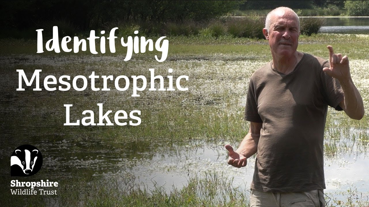 Mesotrophic Lakes | Habitat Mapping Project | Nature Recovery Network